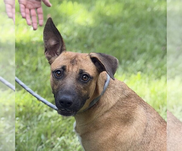 Medium Photo #1 Mutt Puppy For Sale in Yardley, PA, USA