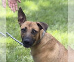 Emerson - Female Mutt Dog for Adoption - Small photo