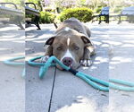 Small #24 American Staffordshire Terrier Mix