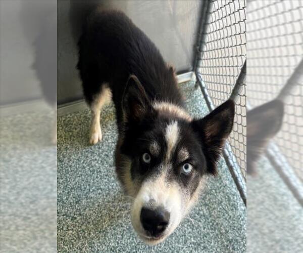 Medium Photo #1 Siberian Husky Puppy For Sale in Salisbury, NC, USA