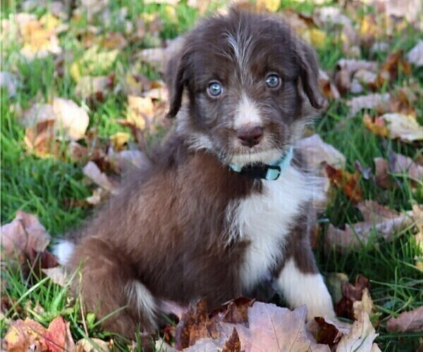 Medium Photo #4 Bordoodle Puppy For Sale in ASHLAND, OH, USA