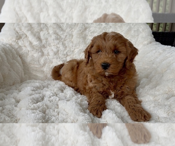 Medium Photo #25 Goldendoodle mix (+ Poodle Miniature) Puppy For Sale in RANDOLPH, WI, USA
