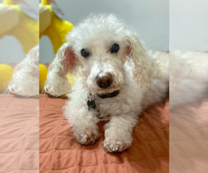 Poodle (Miniature) Dogs for adoption in Arlington, VA, USA