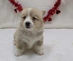 Puppy Ranger Pembroke Welsh Corgi