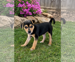 Small Chihuahua Mix