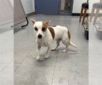 Small Chihuahua Mix