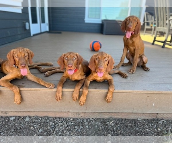 View Ad Vizsla Litter of Puppies for Sale near Oregon, CANBY, USA. ADN