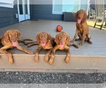 Small Photo #1 Vizsla Puppy For Sale in CANBY, OR, USA
