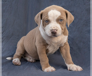 American Pit Bull Terrier Puppy for sale in LAS VEGAS, NV, USA