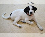 Small #3 Great Pyrenees-Pointer Mix