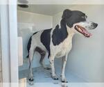 Small Labrador Retriever Mix