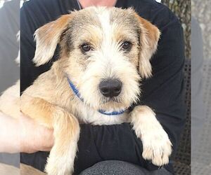 Mutt Dogs for adoption in Carrollton, TX, USA