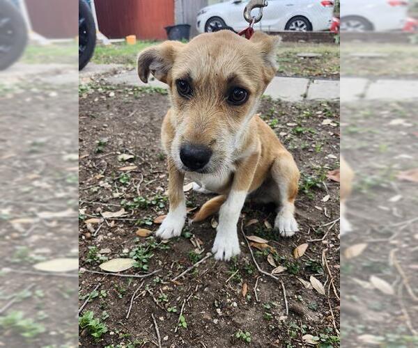 Medium Photo #1 Mutt Puppy For Sale in San Antonio, TX, USA