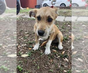 Mutt Dogs for adoption in San Antonio, TX, USA