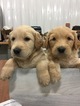 Small Photo #1 Double Doodle Puppy For Sale in AUDUBON, IA, USA
