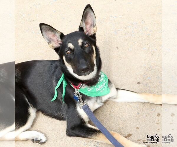 Medium Photo #7 German Shepherd Dog-Unknown Mix Puppy For Sale in Washington, DC, USA