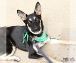 Small Photo #7 German Shepherd Dog-Unknown Mix Puppy For Sale in Washington, DC, USA