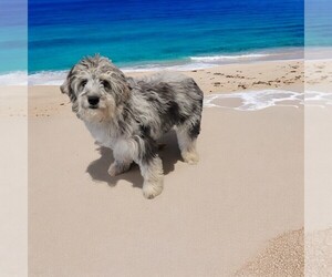 F2 Aussiedoodle Puppy for sale in JACKSONVILLE, FL, USA