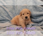 Puppy Lilac Paw Femal Golden Retriever