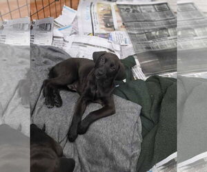 Labrador Retriever-Unknown Mix Dogs for adoption in SHERBURNE, NY, USA