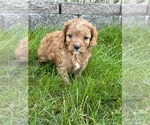 Small Photo #7 Cavapoo Puppy For Sale in GREENVILLE, MO, USA