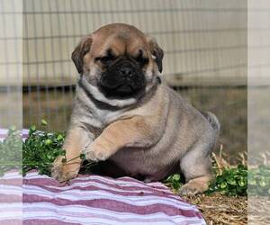Pug-Puggle Mix Puppy for sale in BERNVILLE, PA, USA