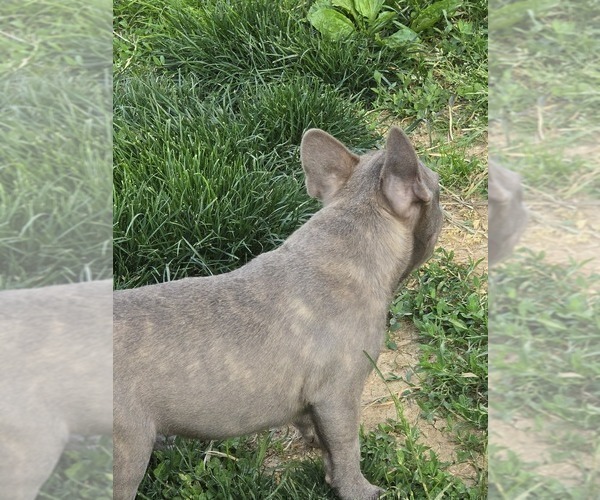 Medium Photo #6 French Bulldog Puppy For Sale in GREENEVILLE, TN, USA
