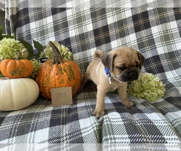 Medium Photo #3 Puggle Puppy For Sale in ELKTON, VA, USA