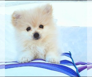 Pomeranian Puppy for sale in PARKER, AZ, USA