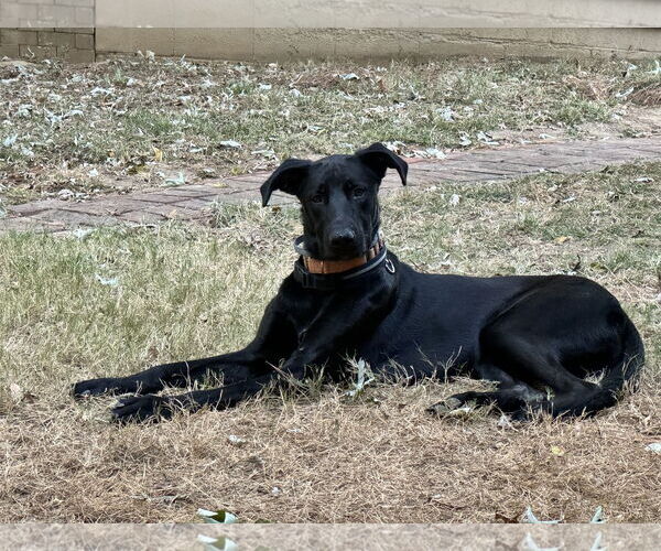 Medium Photo #6 Labrador Retriever-Unknown Mix Puppy For Sale in Munford, TN, USA