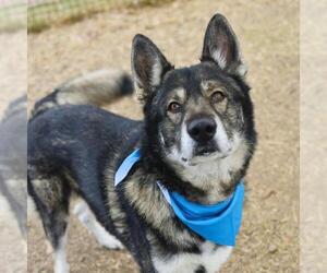 Gerberian Shepsky Dogs for adoption in San Antonio, TX, USA