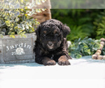 Puppy Kiki Miniature Bernedoodle
