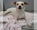 Small Chihuahua Mix