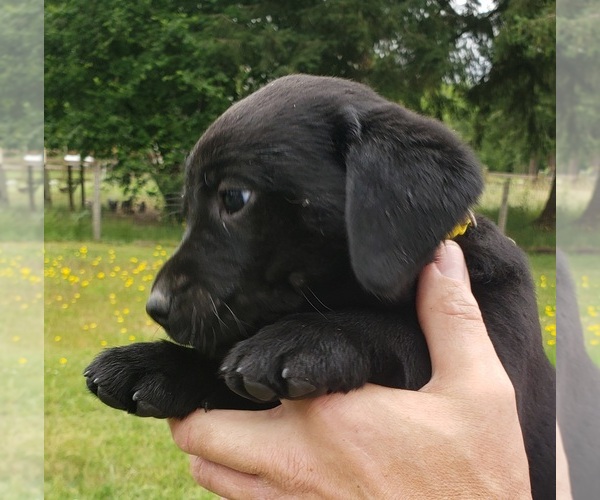 Medium Photo #14 Labrador Retriever Puppy For Sale in OLYMPIA, WA, USA