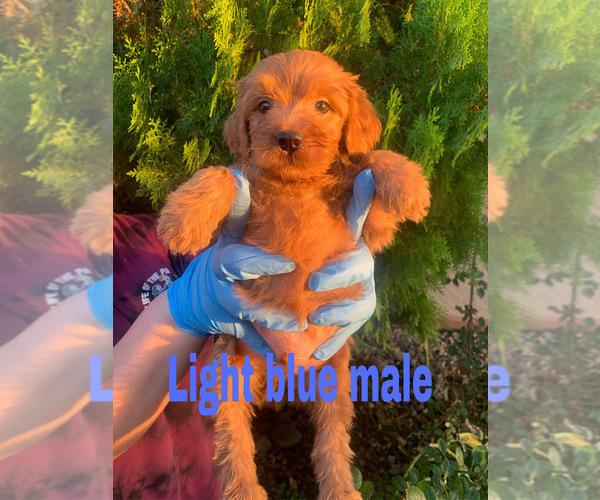 View Ad Goldendoodle (Miniature) Litter of Puppies for Sale near