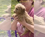 Small Photo #12 Goldendoodle Puppy For Sale in CROTON, MI, USA