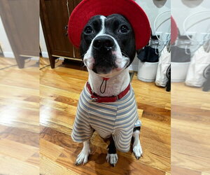 Lady Luck - Female Mutt Dog for Adoption - Photo #3