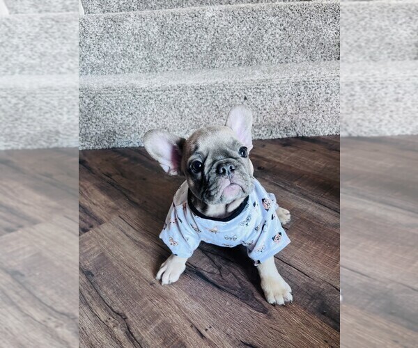 Medium Photo #1 French Bulldog Puppy For Sale in RIO RANCHO, NM, USA