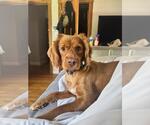 Small #1 Cocker Spaniel Mix