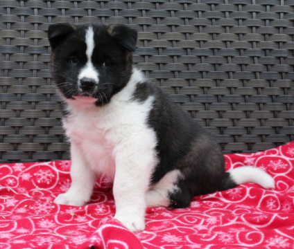 Medium Photo #1 Akita Puppy For Sale in FRESNO, OH, USA