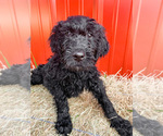 Small Photo #5 Goldendoodle-Irish Doodle Mix Puppy For Sale in LITTLE ROCK, AR, USA