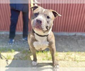 Mutt Dogs for adoption in Martinez, CA, USA