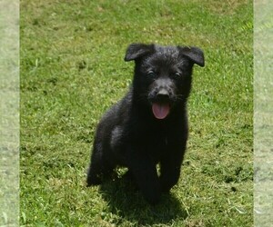 German Shepherd Dog Puppy for sale in POWDER SPRINGS, GA, USA