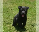 Small German Shepherd Dog