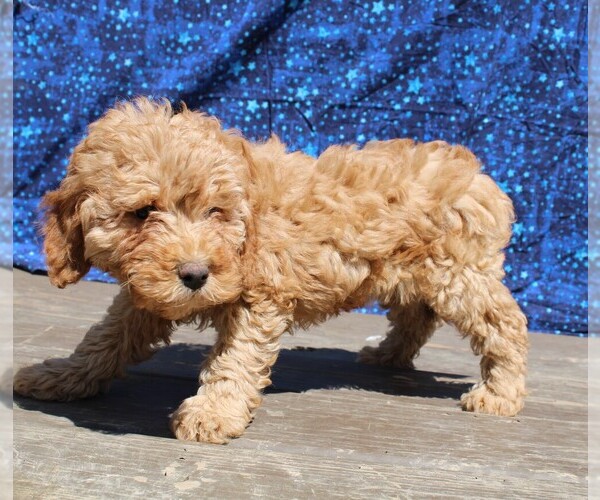 Medium Photo #4 Goldendoodle (Miniature) Puppy For Sale in BLOOMINGTON, IN, USA