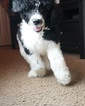 Small Photo #3 Poodle (Standard) Puppy For Sale in COVINGTON, GA, USA