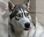 Small Siberian Husky