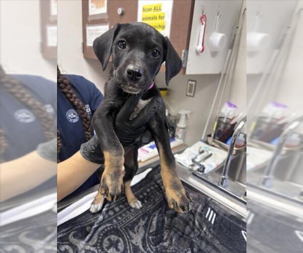 Medium Photo #1 German Shepherd Dog-Unknown Mix Puppy For Sale in Norco, CA, USA