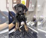 Small German Shepherd Dog Mix