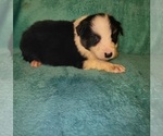 Small Photo #8 Australian Shepherd Puppy For Sale in CROCKER, MO, USA